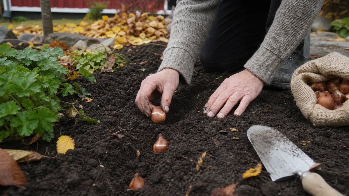 Höstplantering billigt - sätt lökar nu för vårblomning